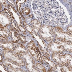 Invitrogen APOOL Polyclonal Antibody 100 &mu;L; Unconjugated:Antibodies,