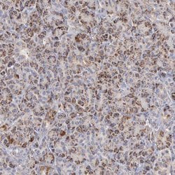 Invitrogen APOOL Polyclonal Antibody 100 &mu;L; Unconjugated:Antibodies,