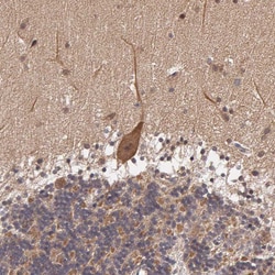 Invitrogen IGBP1 Polyclonal Antibody 100 &mu;L; Unconjugated:Antibodies,