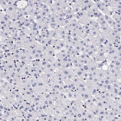 Invitrogen IGBP1 Polyclonal Antibody 100 &mu;L; Unconjugated:Antibodies,