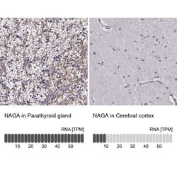 Invitrogen NAGA Polyclonal Antibody 100 &mu;L | Buy Online | Invitrogen&trade; | Fisher Scientific