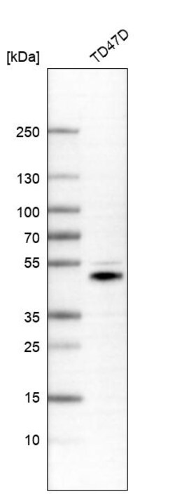 Invitrogen NAGA Polyclonal Antibody 100 &mu;L | Buy Online | Invitrogen&trade; | Fisher Scientific
