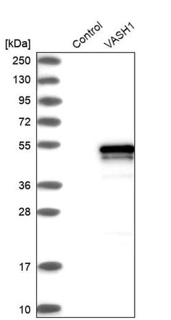 Invitrogen VASH1 Polyclonal Antibody 100 &mu;L; Unconjugated:Antibodies,