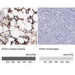 Invitrogen FCN1 Polyclonal Antibody 100 &mu;L | Buy Online | Invitrogen&trade; | Fisher Scientific
