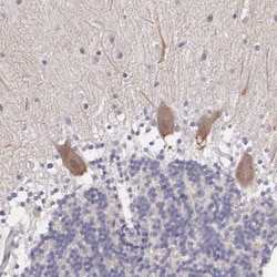 Invitrogen NINL Polyclonal Antibody 100 &mu;L | Buy Online | Invitrogen&trade; | Fisher Scientific