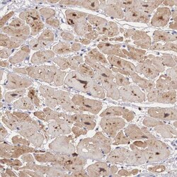 Invitrogen NINL Polyclonal Antibody 100 &mu;L | Buy Online | Invitrogen&trade; | Fisher Scientific
