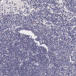 Invitrogen NINL Polyclonal Antibody 100 &mu;L | Buy Online | Invitrogen&trade; | Fisher Scientific