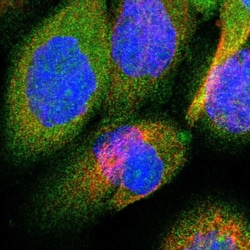 Invitrogen OSBPL3 Polyclonal Antibody 100 &mu;L; Unconjugated:Antibodies,