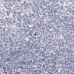 Invitrogen RNASE6 Polyclonal Antibody 100 &mu;L; Unconjugated:Antibodies,