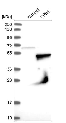 Invitrogen UPB1 Polyclonal Antibody 100 &mu;L; Unconjugated:Antibodies,