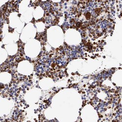 Invitrogen Serglycin Polyclonal Antibody 100 &mu;L | Buy Online | Invitrogen&trade; | Fisher Scientific