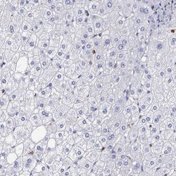 Invitrogen Serglycin Polyclonal Antibody 100 &mu;L | Buy Online | Invitrogen&trade; | Fisher Scientific