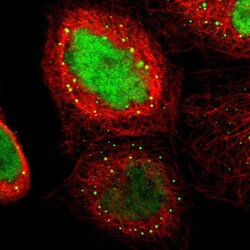 Invitrogen ELFN2 Polyclonal Antibody 100 &mu;L; Unconjugated:Antibodies,