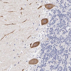 Invitrogen ELFN2 Polyclonal Antibody 100 &mu;L; Unconjugated:Antibodies,