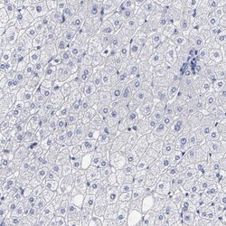 Invitrogen ELFN2 Polyclonal Antibody 100 &mu;L; Unconjugated:Antibodies,
