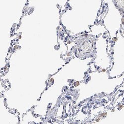 Invitrogen ELFN2 Polyclonal Antibody 100 &mu;L; Unconjugated:Antibodies,