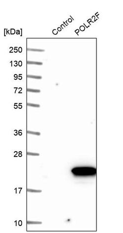 Invitrogen POLR2F Polyclonal Antibody 100 &mu;L; Unconjugated:Antibodies,