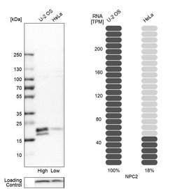 Invitrogen NPC2 Polyclonal Antibody 100 &mu;L; Unconjugated:Antibodies,