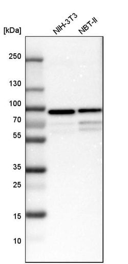 Invitrogen TXLNG Polyclonal Antibody 100 &mu;L; Unconjugated:Antibodies,