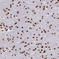 Invitrogen Histone 1F0 Polyclonal Antibody 100 &mu;L | Buy Online | Invitrogen&trade; | Fisher Scientific