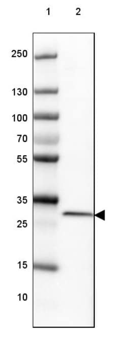 Invitrogen Histone 1F0 Polyclonal Antibody 100 &mu;L | Buy Online | Invitrogen&trade; | Fisher Scientific