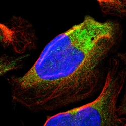 Invitrogen RALGAPA1 Polyclonal Antibody 100 &mu;L; Unconjugated:Antibodies,