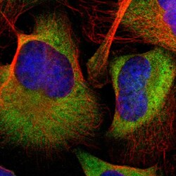 Invitrogen FKBP25 Polyclonal Antibody 100 &mu;L; Unconjugated:Antibodies,