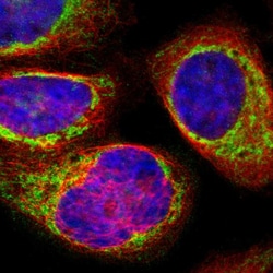 Invitrogen SYNJ2BP Polyclonal Antibody 100 &mu;L; Unconjugated:Antibodies,