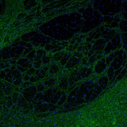 Invitrogen SYNJ2BP Polyclonal Antibody 100 &mu;L; Unconjugated:Antibodies,