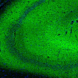 Invitrogen SYNJ2BP Polyclonal Antibody 100 &mu;L; Unconjugated:Antibodies,