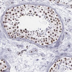 Invitrogen NKAP Polyclonal Antibody 100 &mu;L; Unconjugated:Antibodies,