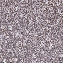 Invitrogen NKAP Polyclonal Antibody 100 &mu;L; Unconjugated:Antibodies,