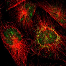 Invitrogen NGDN Polyclonal Antibody 100 &mu;L; Unconjugated:Antibodies,