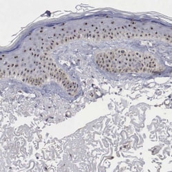 Invitrogen NGDN Polyclonal Antibody 100 &mu;L; Unconjugated:Antibodies,