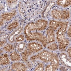 Invitrogen ARMX3 Polyclonal Antibody 100 &mu;L | Buy Online | Invitrogen&trade; | Fisher Scientific