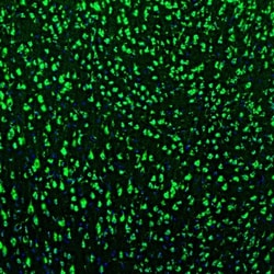 Invitrogen GOLGA5 Polyclonal Antibody 100 &mu;L; Unconjugated:Antibodies,