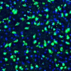 Invitrogen GOLGA5 Polyclonal Antibody 100 &mu;L; Unconjugated:Antibodies,