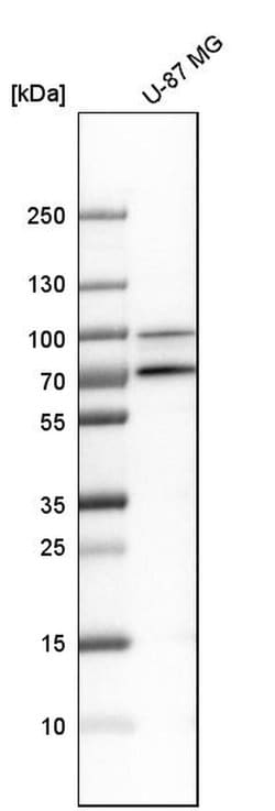 Invitrogen GOLGA5 Polyclonal Antibody 100 &mu;L; Unconjugated:Antibodies,