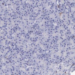 Invitrogen Cystatin A Polyclonal Antibody 100 &mu;L; Unconjugated:Antibodies,