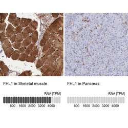 Invitrogen FHL1 Polyclonal Antibody 100 &mu;L; Unconjugated:Antibodies,