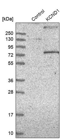 Invitrogen KV4.1 (KCND1) Polyclonal Antibody 100 &mu;L; Unconjugated:Antibodies,