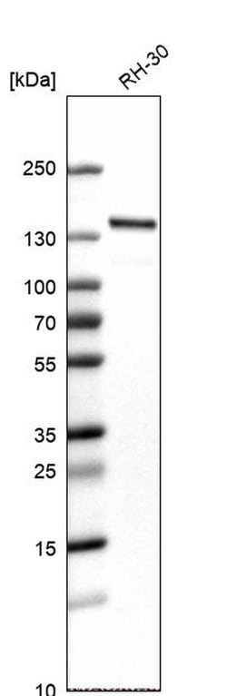 Invitrogen WDHD1 Polyclonal Antibody 100 &mu;L | Buy Online | Invitrogen&trade; | Fisher Scientific