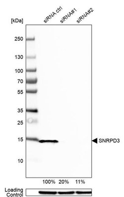Invitrogen SNRPD3 Polyclonal Antibody 100 &mu;L; Unconjugated:Antibodies,