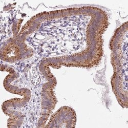 Invitrogen PIGA Polyclonal Antibody 100 &mu;L; Unconjugated:Antibodies,