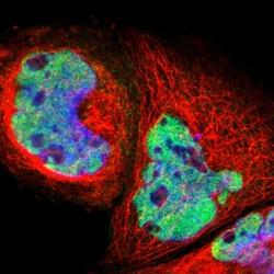 Invitrogen PRPF39 Polyclonal Antibody 100 &mu;L; Unconjugated:Antibodies,