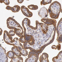 Invitrogen AMOTL1 Polyclonal Antibody 100 &mu;L; Unconjugated:Antibodies,