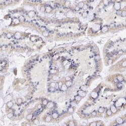 Invitrogen GAL3ST1 Polyclonal Antibody 100 &mu;L; Unconjugated:Antibodies,