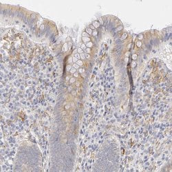 Invitrogen PLOD3 Polyclonal Antibody 100 &mu;L; Unconjugated:Antibodies,
