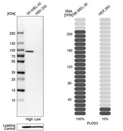 Invitrogen PLOD3 Polyclonal Antibody 100 &mu;L; Unconjugated:Antibodies,