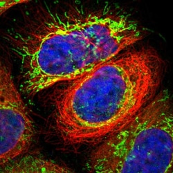 Invitrogen MPST Polyclonal Antibody 100 &mu;L; Unconjugated:Antibodies,